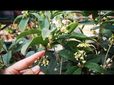 桂花可以種室內嗎|桂花怎麼養？空氣溼度、土壤要求全攻略 